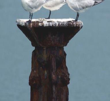 Situación de nuestras áreas protegidas