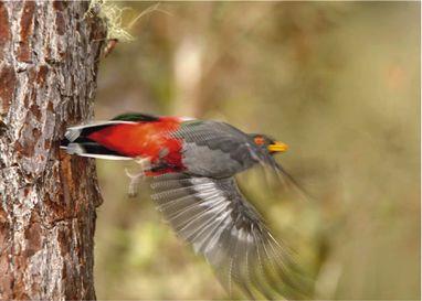 Las aves y sus problemas de conservación