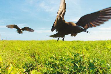 Las aves y sus problemas de conservación
