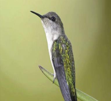 Las aves y sus problemas de conservación