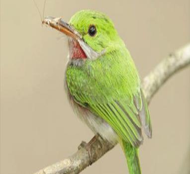 Las aves y sus problemas de conservación