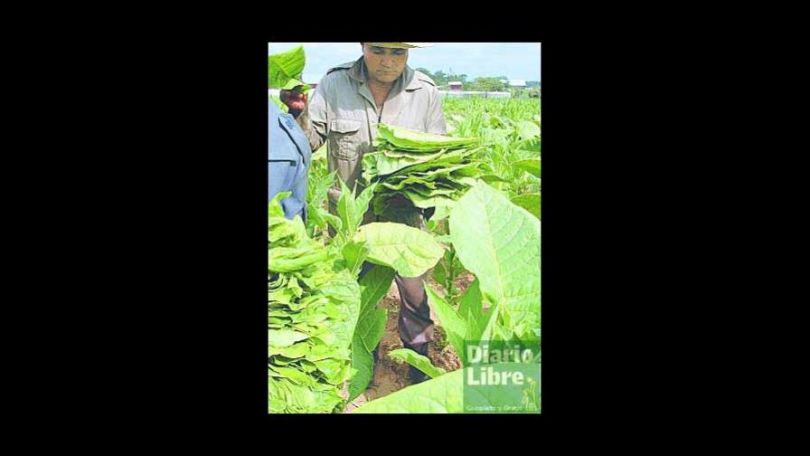 Tabacaleros reciben con alegría veto de ley