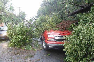 Árboles v/s huracanes