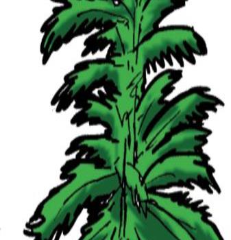 Árboles v/s huracanes