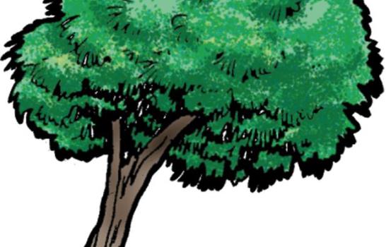 Árboles v/s huracanes