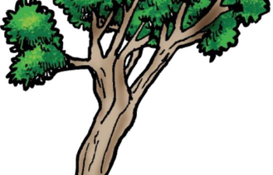 Árboles v/s huracanes