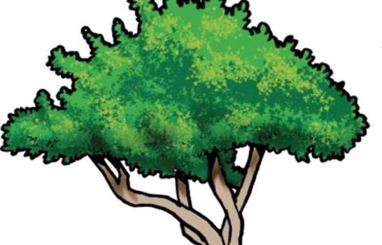 Árboles v/s huracanes