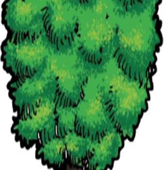 Árboles v/s huracanes