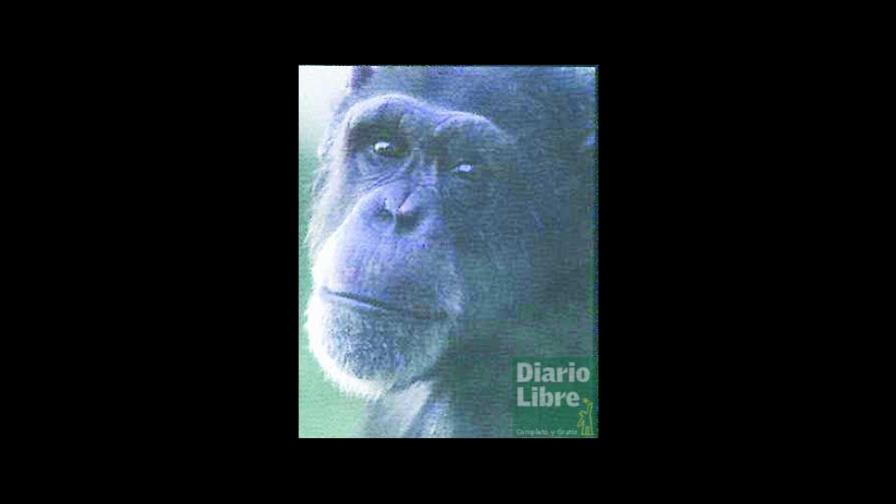 Murió simio aprendió lenguaje de signos