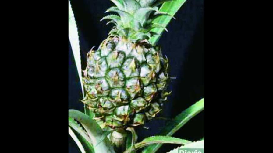 Las bondades de la piña, la reina de las frutas