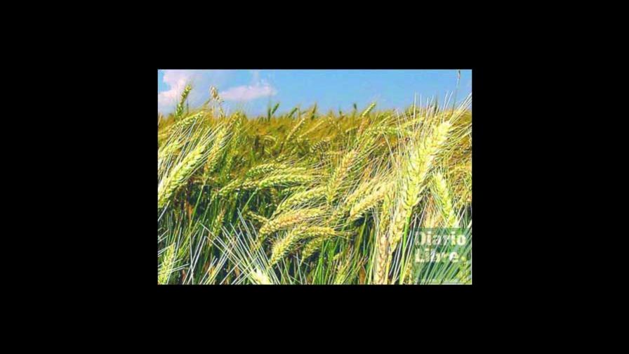 Alimentos derivados de la harina subirán por alza trigo y maíz