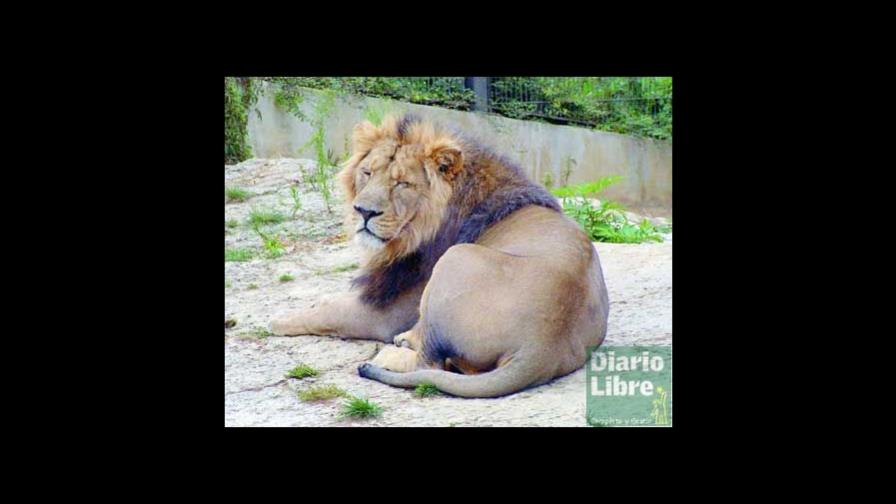 Ni los leones son vagos, ni los cuervos traicioneros