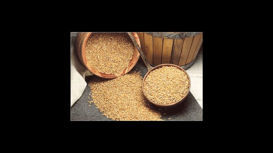 Suben procios internacionales del trigo Suben procios internacionales del trigo