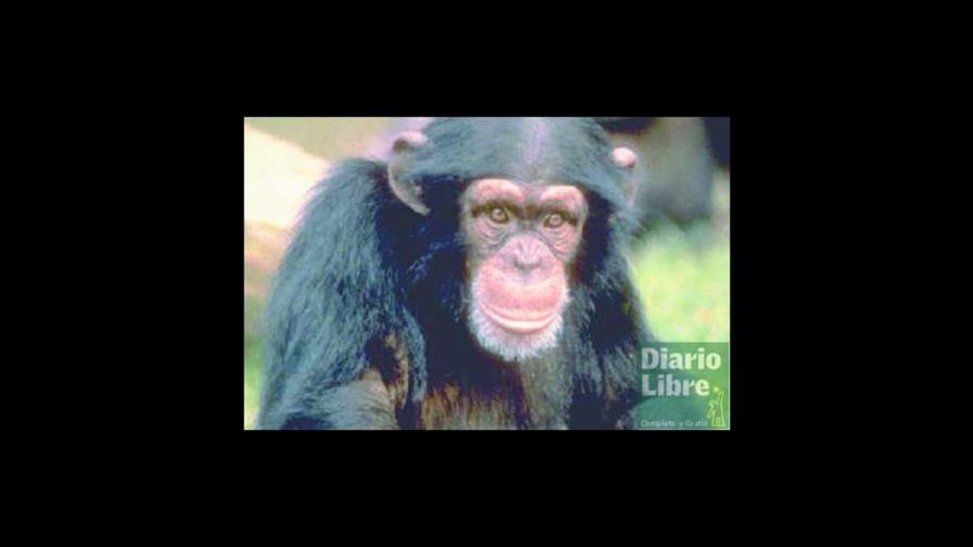 Los primates más grandes tienen los genitales más pequeños Los primates más grandes tienen los genitales más pequeños