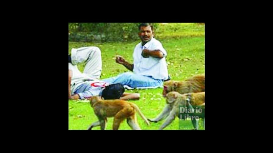 Monos causan serios estragos en la India