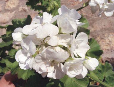 Plantas, pon vida a tu hogar