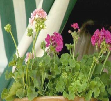 Plantas, pon vida a tu hogar