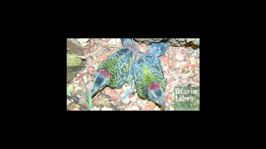 El carpintero: un ave a prueba de extinción