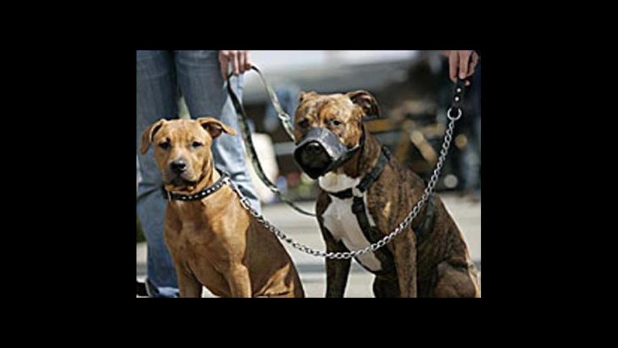 Dos perros se comen a su dueña en apartamento del Alto Manhattan