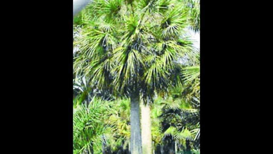 Palmas nativas resisten más los vientos de los huracanes