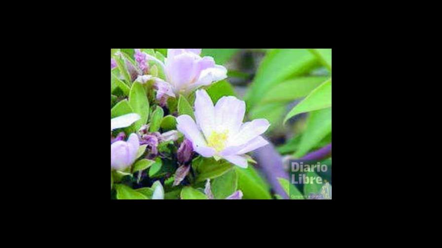 Destruyen únicos ejemplares de Rosa de Bayahíbe