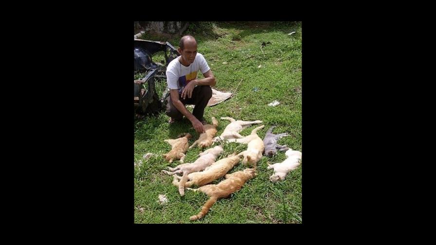 Perros y gatos mueren por ingerir alimentos enlatados con raticida