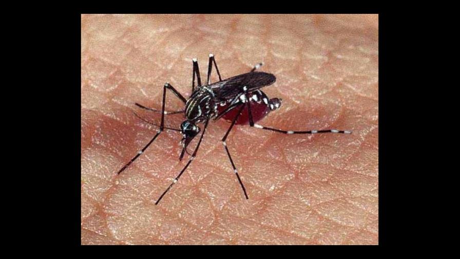 Tres muertos por dengue en 2007 en R. Dominicana