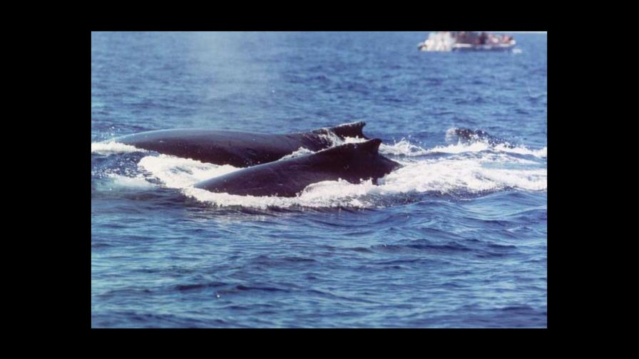 R.D. y EE.UU. hermanan santuarios para proteger ballenas jorobadas