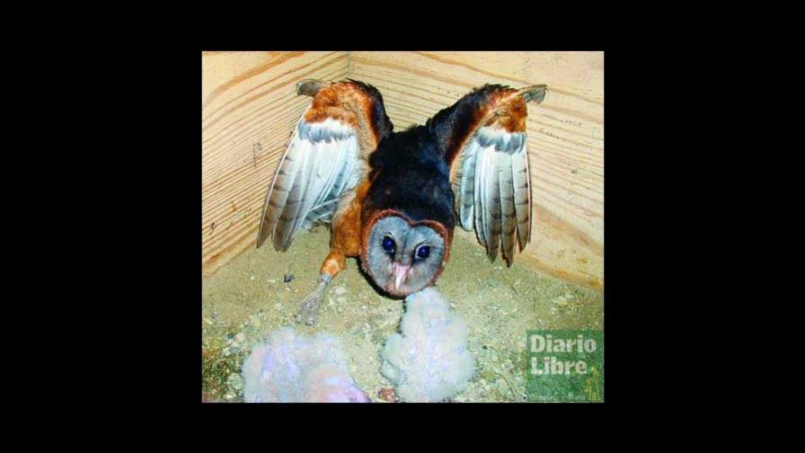 La estrategia electoral de las lechuzas