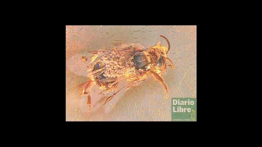 Un ámbar criollo porta la orquídea más antigua