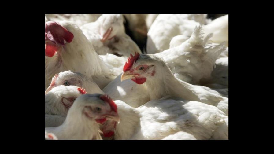 Venezuela quiere intercambiar pollos y huevos por petróleo