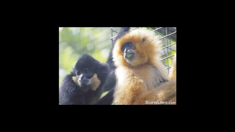 Descubren colonia de primates en extinción