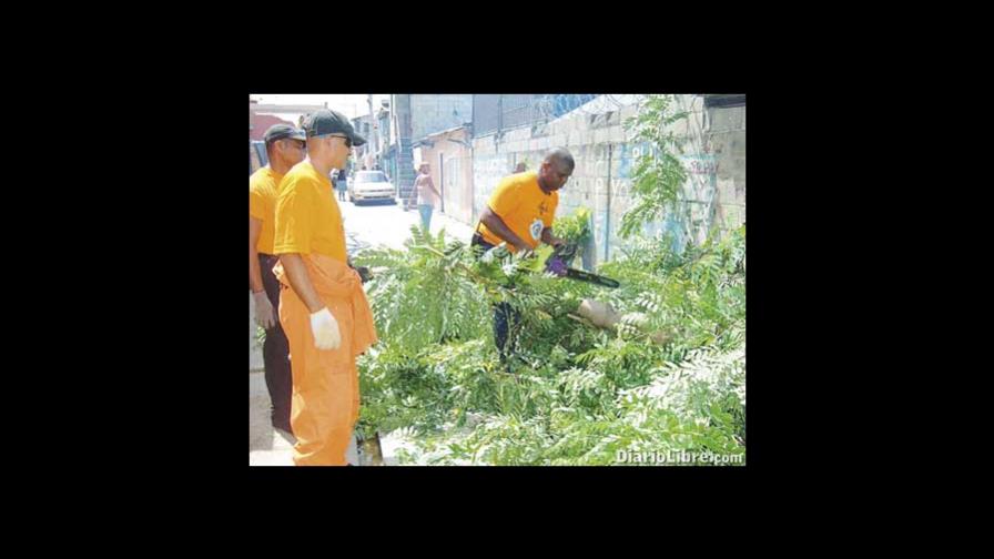Podan árboles en Santiago para evitar daños