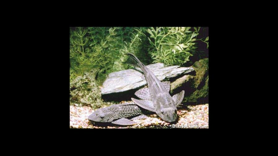 La callada invasión de los plecos