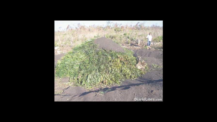 Los bosques se despiden