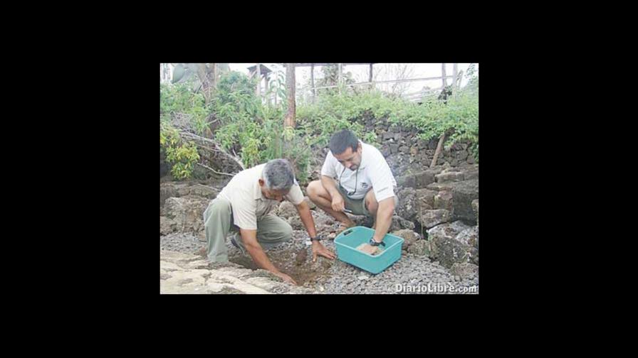Hallan huevos de tortuga gigante