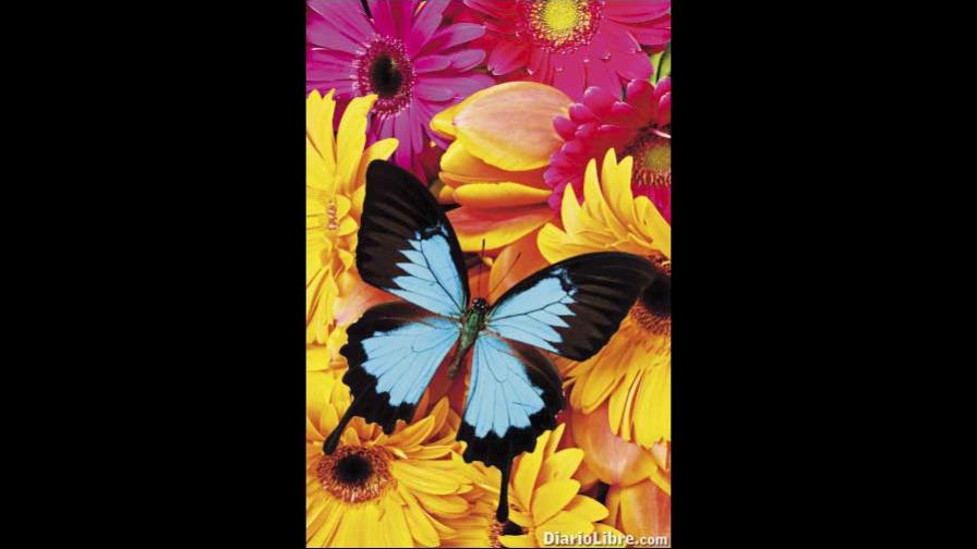 ¿Por qué vuelan las mariposas?