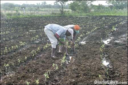 Nizao depende de la agricultura, pero siembra menos tareas de tierra