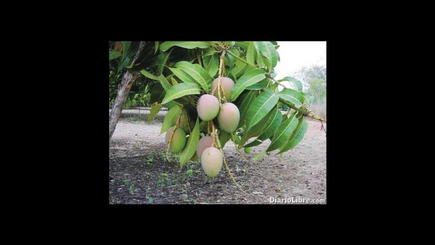 La India defiende su mango de exportación