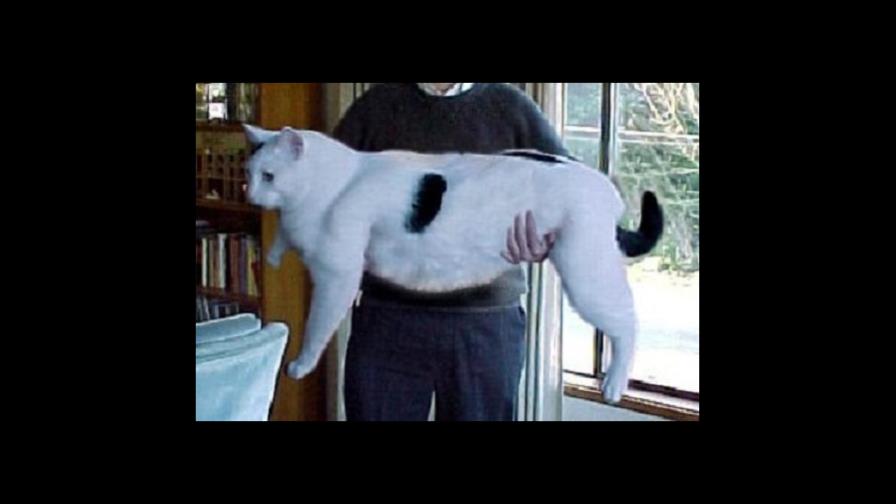 El gato más gordo del mundo ya tiene dueños