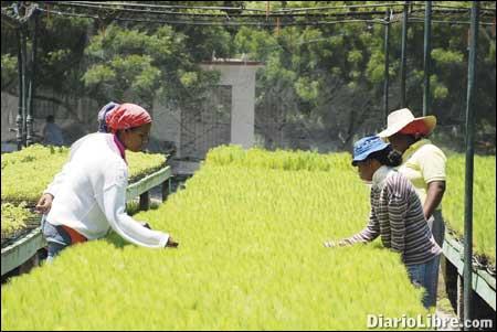 Padre las Casas, entre café y aguacate, y con tierra ociosa