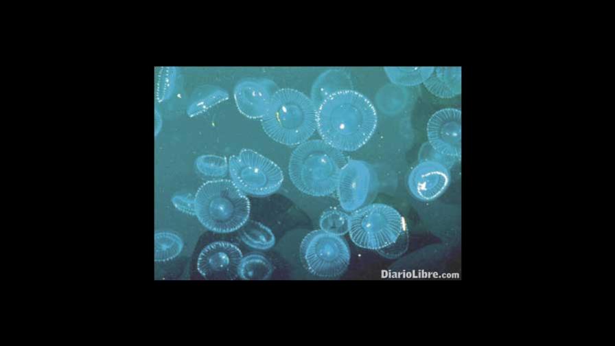 Premio Nobel, verde y fluorescente