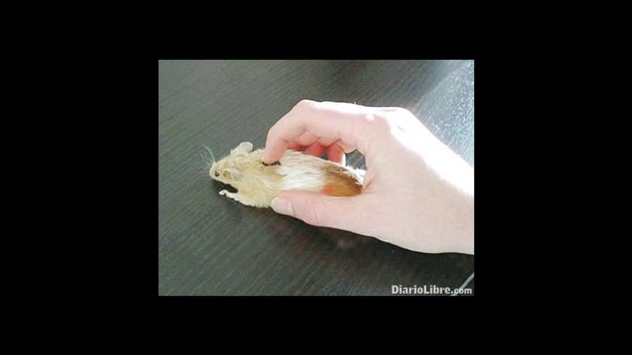 Los 40 años del primer clic de un ratón