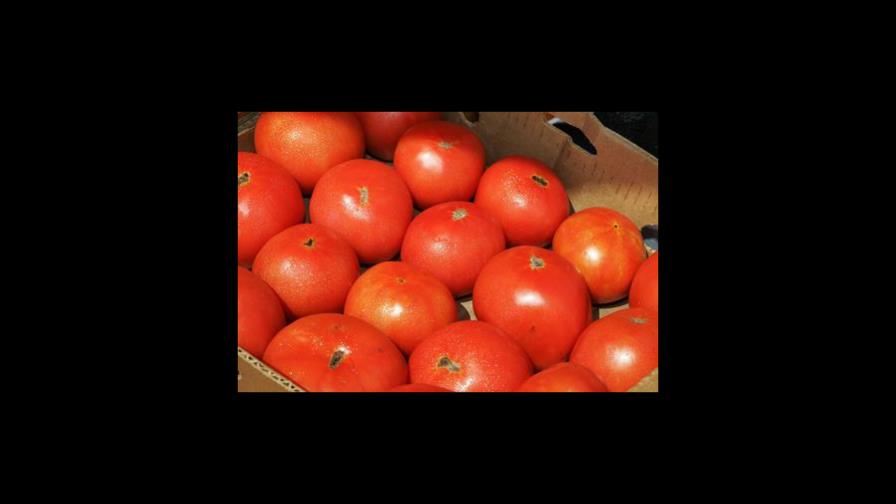 Tomates de RD no están afectados por el brote salmonela