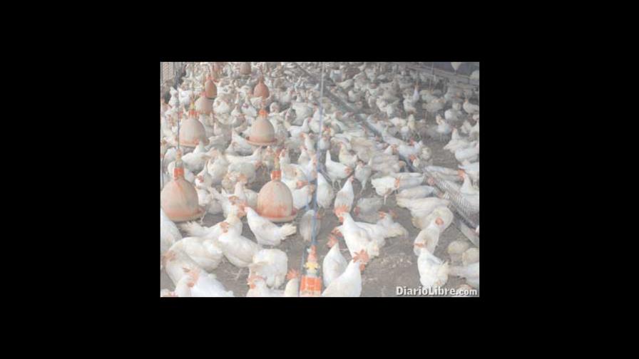 Productores de huevos y pollos pierden RD$5 millones al día