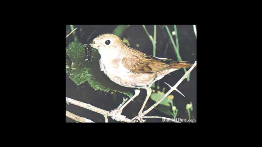 El ruiseñor: un cantor políglota y burlón El ruiseñor: un cantor políglota y burlón