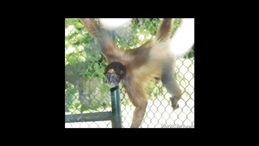 Rescatan un mono agresivo de residencia