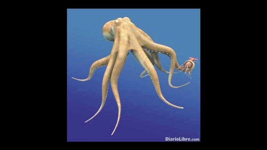 Un pulpo con seis brazos y dos patas Un pulpo con seis brazos y dos patas