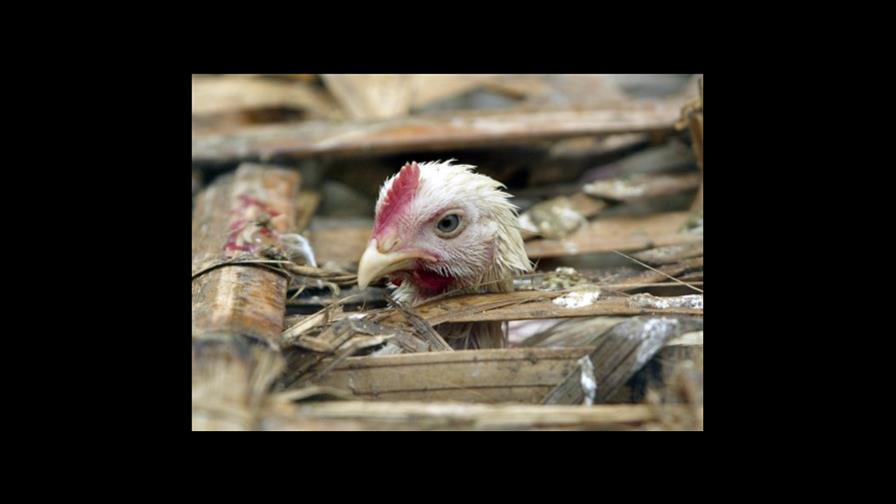 Haití atacará con energía contrabando de pollos y huevos