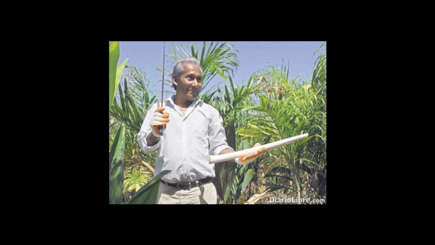 El palmito se abre paso entre los cultivos de coca en Bolivia